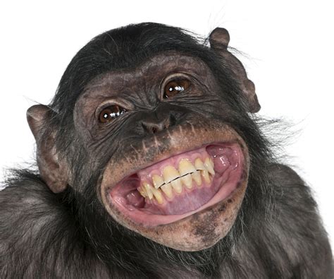 monkey smile pic